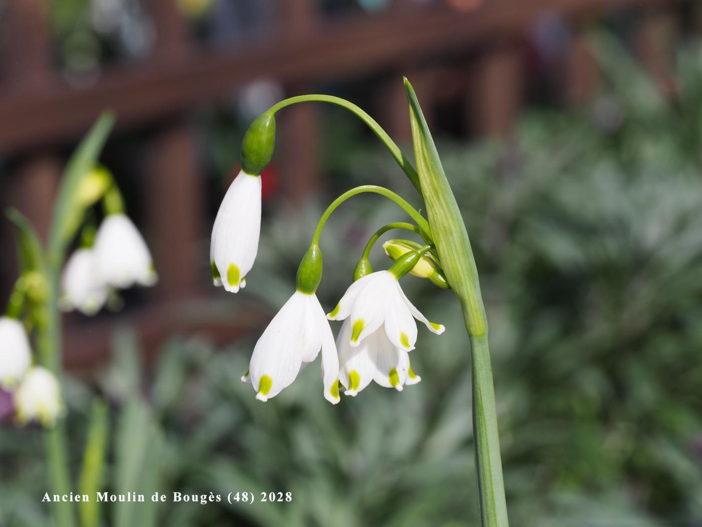 Snowflake, Summer flower